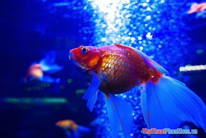Cá vàng được bắt bằng tay