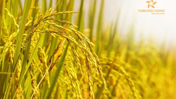 Cánh đồng lúa chín vàng óng ả dưới nắng, biểu tượng của sự sung túc