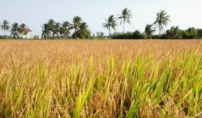 Cánh đồng lúa mênh mông chuẩn bị cho mùa gặt bội thu, phản ánh quá trình gieo trồng và thu hoạch thành công trong giấc mơ về lúa