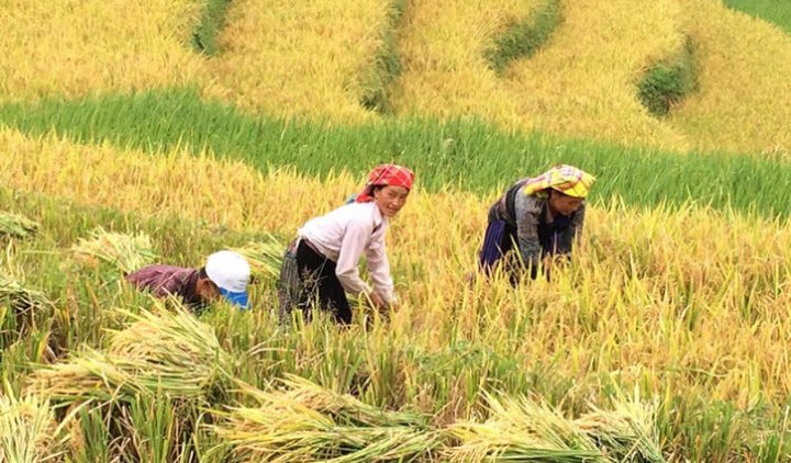 Cảnh đồng lúa vàng óng dưới nắng, tượng trưng cho thành quả lao động và giấc mơ gặt hái.