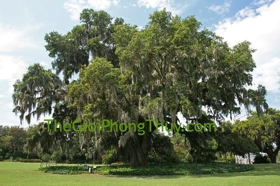 Cây cổ thụ xanh tốt biểu tượng cho sức khỏe và thịnh vượng