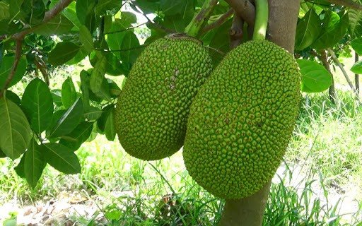Cây mít xanh tốt trong giấc mơ