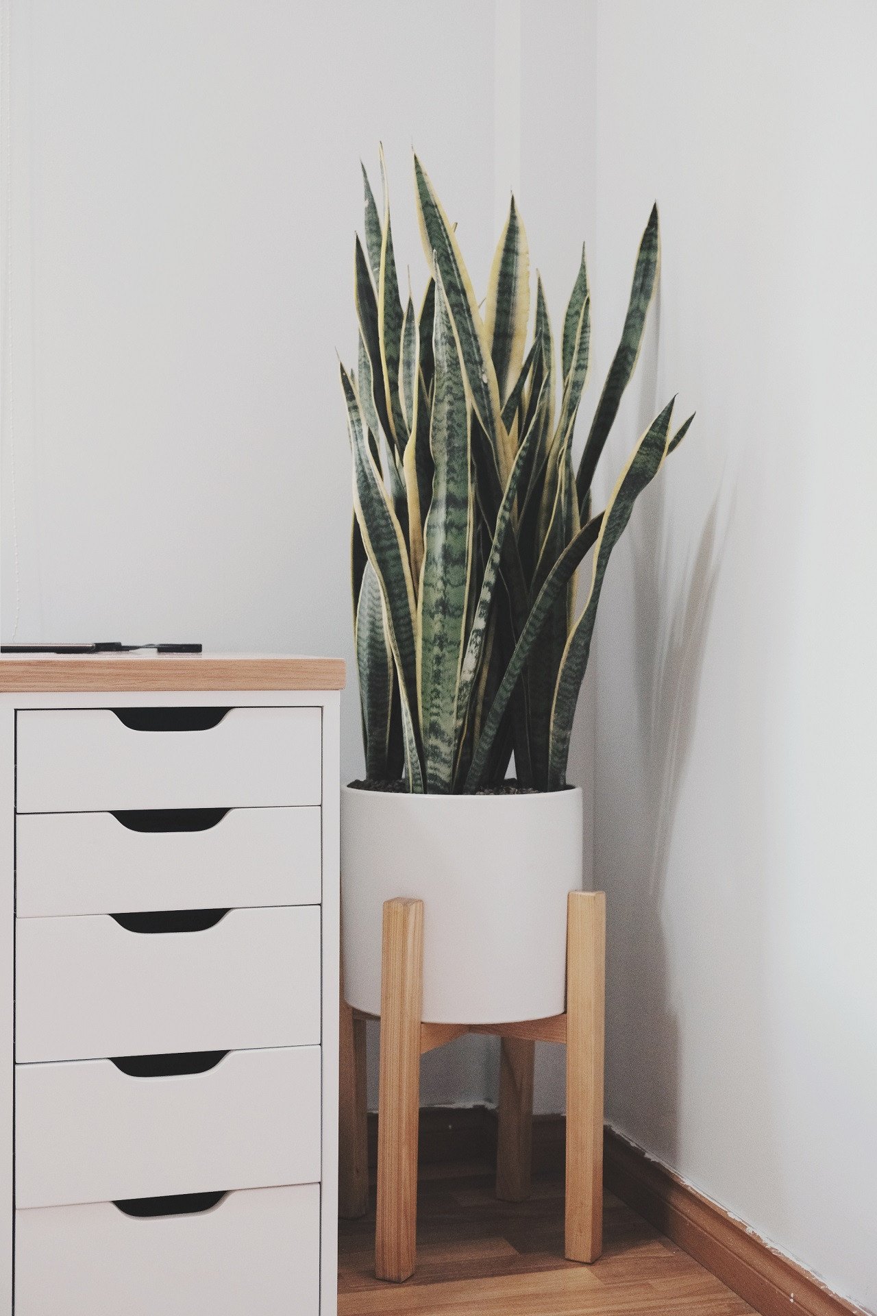 Chậu cây xanh tô điểm góc học tập của em