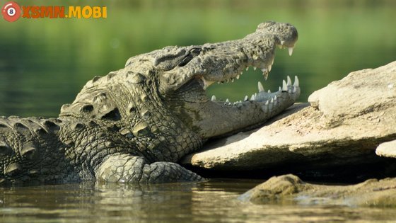 Chiêm bao thấy cá sấu là điềm may hay xui rủi và con số liên quan
