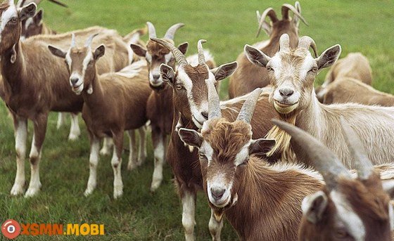 Chiêm bao thấy dê dự báo điềm may hay vận rủi trong các mối quan hệ?