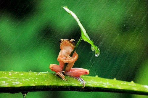 Chiêm bao thấy ếch chết và những điềm báo về sự thay đổi
