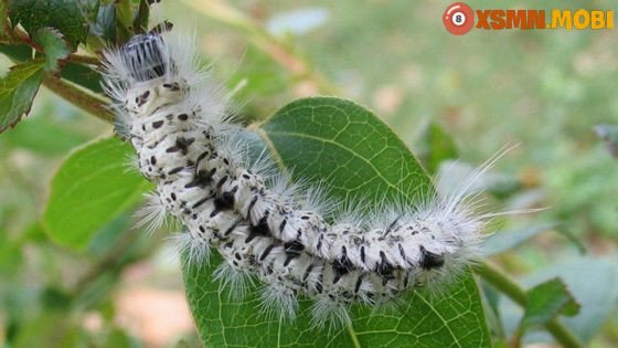 Chiêm bao thấy sâu bọ đánh số mấy: Khám phá các điềm báo và con số may mắn