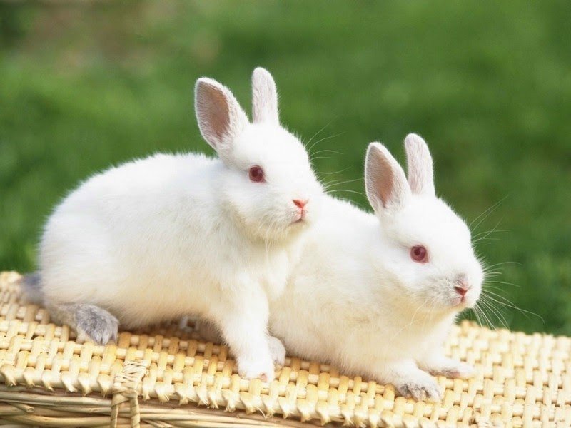 chiêm bao thấy thỏ vào nhà mang tài lộc