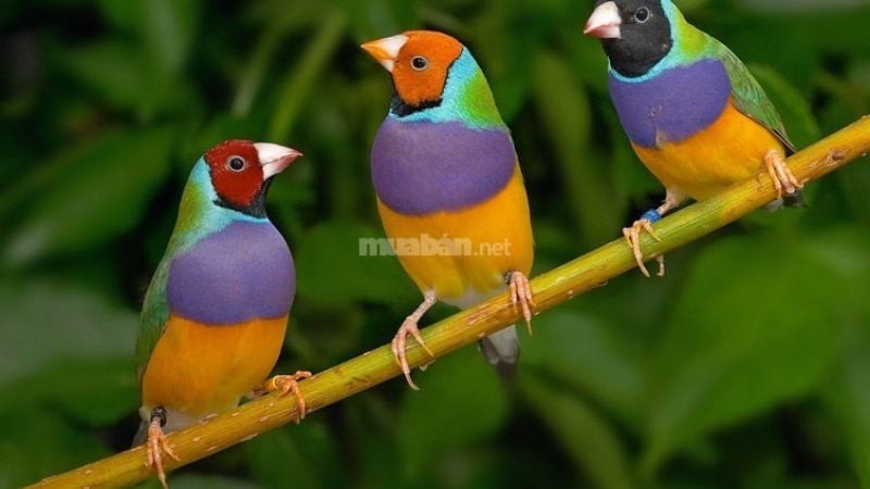 Chim non nhiều màu trong giấc mơ