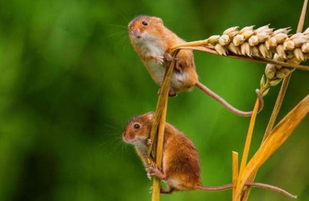 Chó bắt chuột chết – giải mã giấc mơ về chó và chuột, điềm báo trong chiêm bao thấy chó vồ chuột