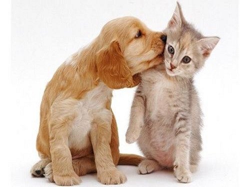chó mèo vào nhà trong giấc mơ