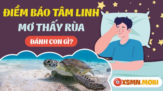 Chọn con số may mắn khi nằm mơ thấy rùa đánh con gì