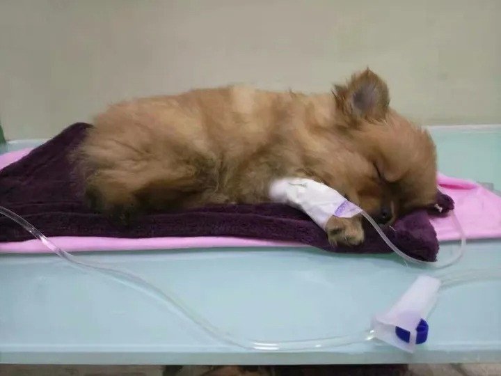 Chú chó Phốc sóc đáng yêu nằm cuộn tròn, hình ảnh tượng trưng cho sự gắn bó và khao khát được gặp lại khi mơ thấy thú cưng đã mất trở về.