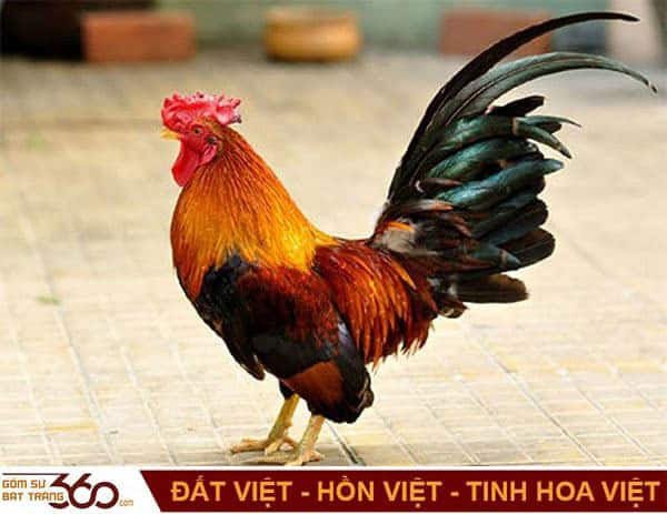 Con gà trống mạnh mẽ, biểu tượng của bình minh trong giấc mơ