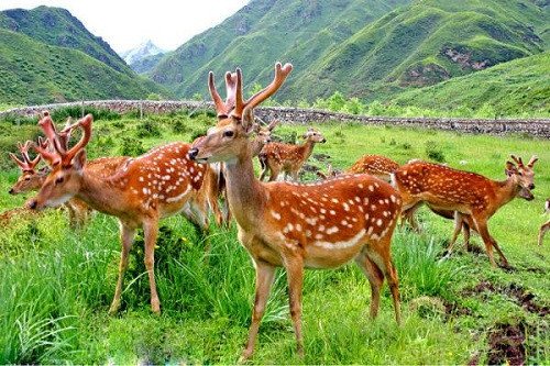 Con hươu hiền lành đang đứng giữa khu rừng xanh mát, biểu tượng cho vẻ đẹp tự nhiên trong giấc mơ