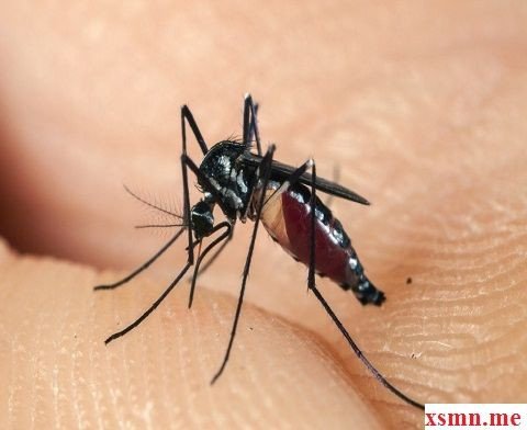 Con muỗi đậu trên lá cây, biểu tượng cho giấc mơ