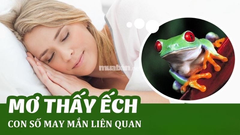Con số may mắn đi kèm với giấc mơ thấy ếch