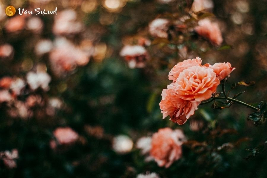 Con số may mắn khi nằm mơ thấy đi mua hoa