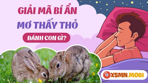 Con số may mắn khi nằm mơ thấy thỏ đánh con gì, gợi ý số đẹp để thử vận