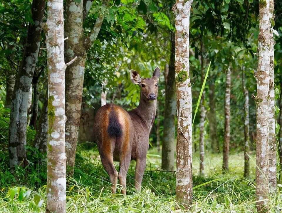 Đàn nai hoang dã di chuyển tự do trong rừng, đối lập với hình ảnh bị trói buộc và bị vắt cắn, biểu trưng cho hy vọng và sự giải thoát.