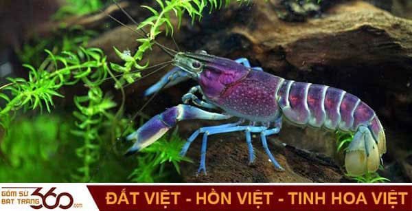 Đàn tôm tươi sống đang bơi, liên quan đến các điềm báo và con số khi mơ thấy tôm