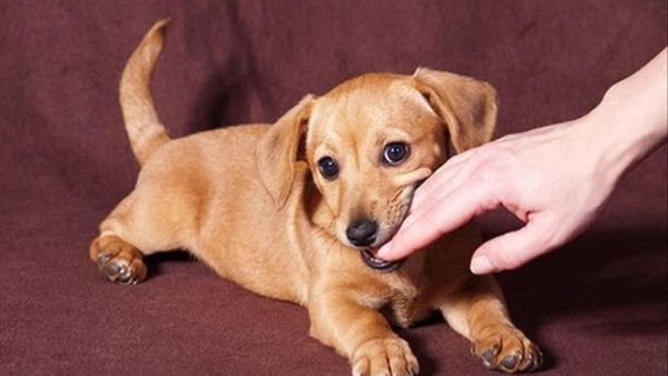 Điềm báo khi nằm mơ thấy bị chó cắn vào tay