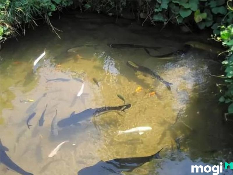 Điềm báo mơ thấy ao cá