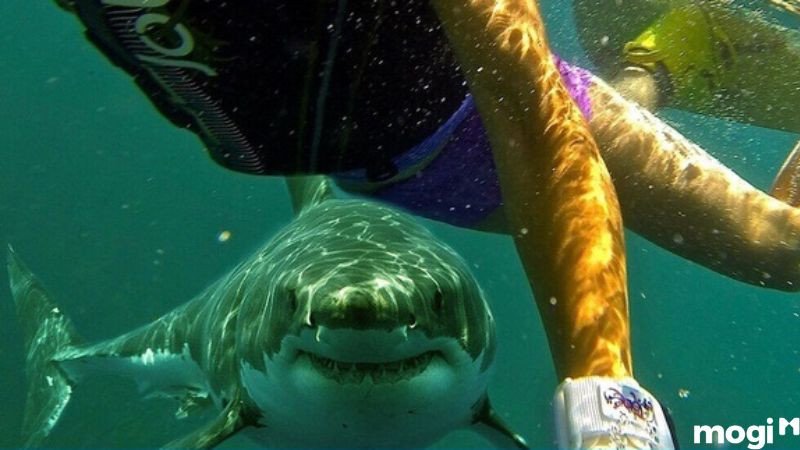 Điềm báo mơ thấy cá khổng lồ ăn thịt