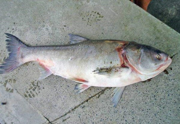 Điềm báo từ giấc mơ thấy cá mè trắng hoặc cá mè đã chết