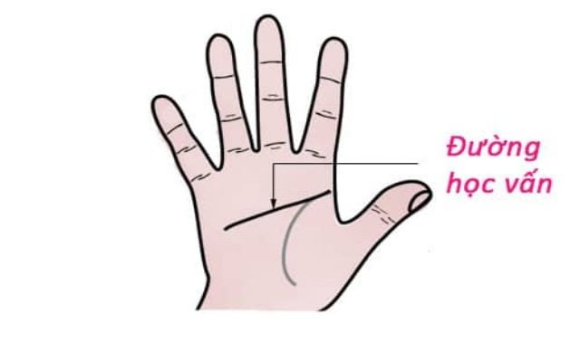 Đường học vấn chỉ tay thẳng