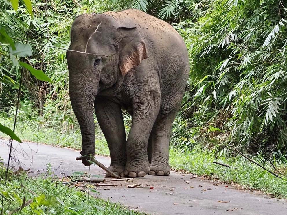 Gấu đang được chăm sóc phục hồi sau tổn thương, gợi liên tưởng về sự yếu đuối và cần được bảo vệ trong giấc mơ thấy vắt cắn.