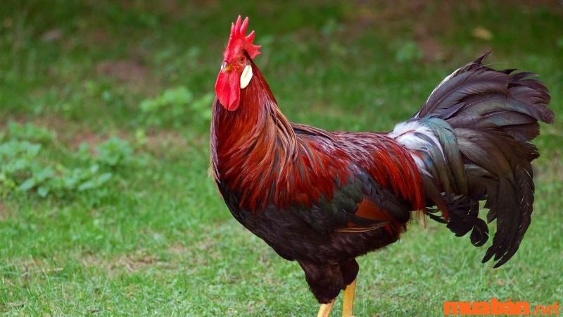 Giấc mơ thấy gà rừng