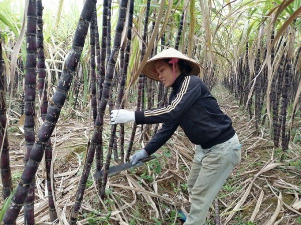 giấc mơ về cây mía