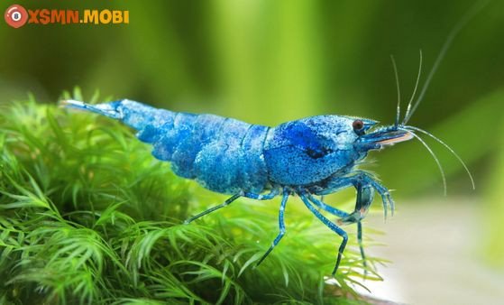 giải đáp mơ thấy tôm là điềm lành hay dữ, ý nghĩa giấc mơ về tôm