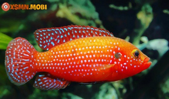 Giải mã chi tiết ý nghĩa giấc mơ thấy nhiều cá và con số may mắn