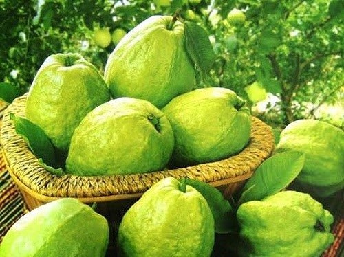 Giải mã chiêm bao thấy ổi trên cây sai quả