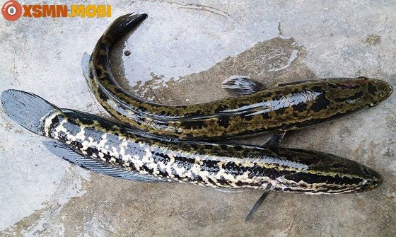 Giải mã điềm báo giấc mơ thấy cá lóc đang bơi lội, dự đoán tài lộc và vận may