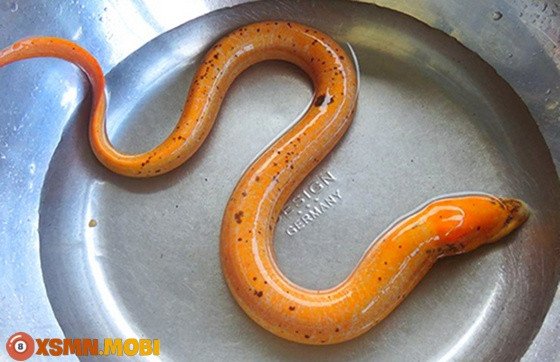 Giải mã điềm báo giấc mơ thấy lươn, dự đoán tương lai