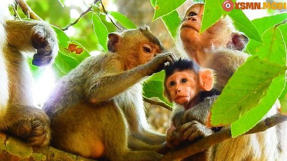 Giải mã điềm báo khi nằm mơ thấy khỉ đánh số gì để biết lành hay dữ
