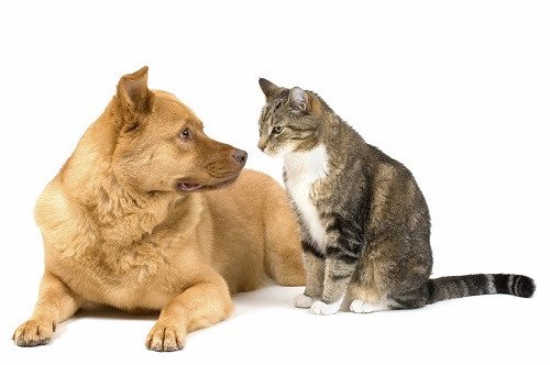 giải mã giấc mơ chó mèo vào nhà