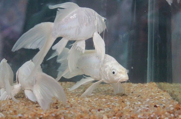 Giải mã giấc mơ thấy bắt cá trắng bơi lội trong nước