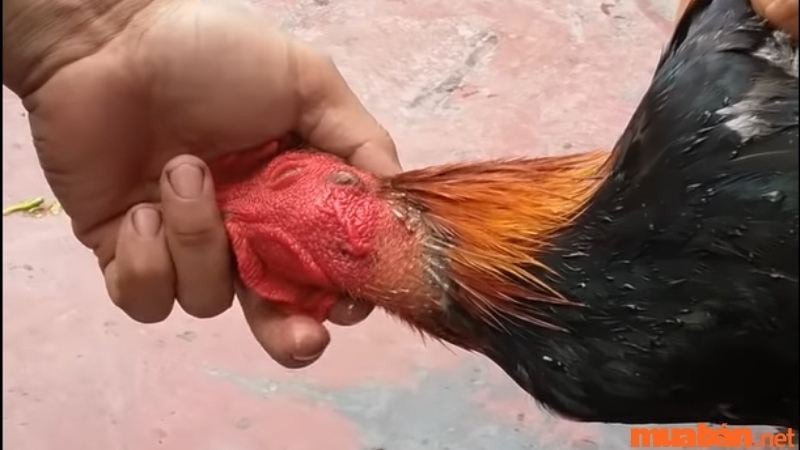 Giải mã giấc mơ thấy cắt tiết gà