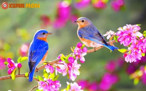 Giải mã giấc mơ thấy chim, điềm báo tốt xấu trong chiêm bao