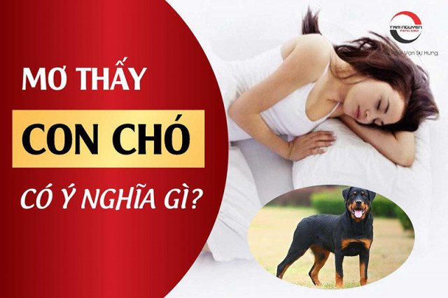 Giải mã giấc mơ thấy chó bị thương tại Edupace