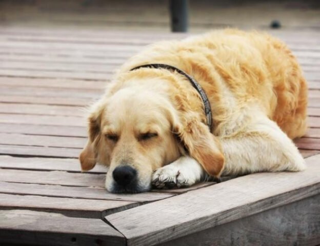 Giải mã giấc mơ thấy chó con mang điềm báo gì