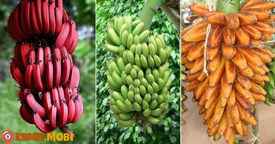 Giải mã giấc mơ thấy chuối mang điềm báo may mắn hay rủi ro