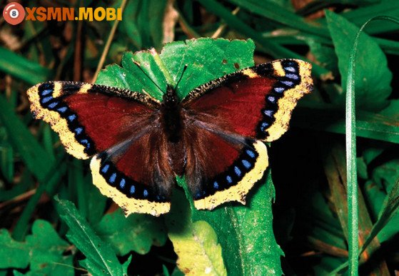 Giải mã giấc mơ thấy con bướm và ý nghĩa tâm linh đi kèm