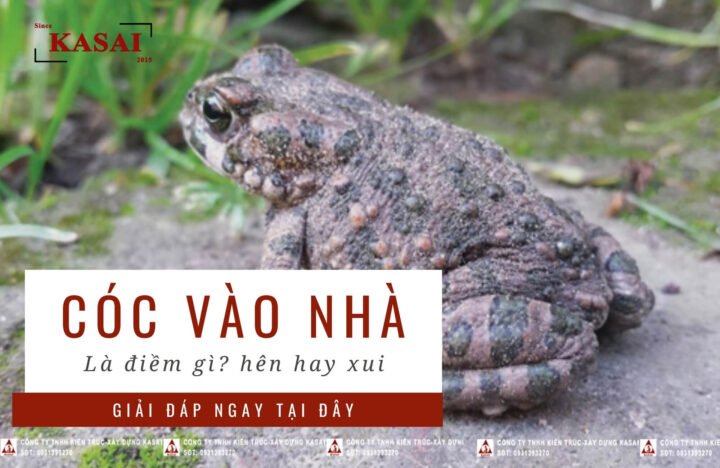Giải mã giấc mơ thấy con cóc đánh số mấy
