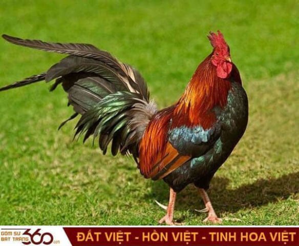 Giải mã giấc mơ thấy con gà trống mang điềm báo gì