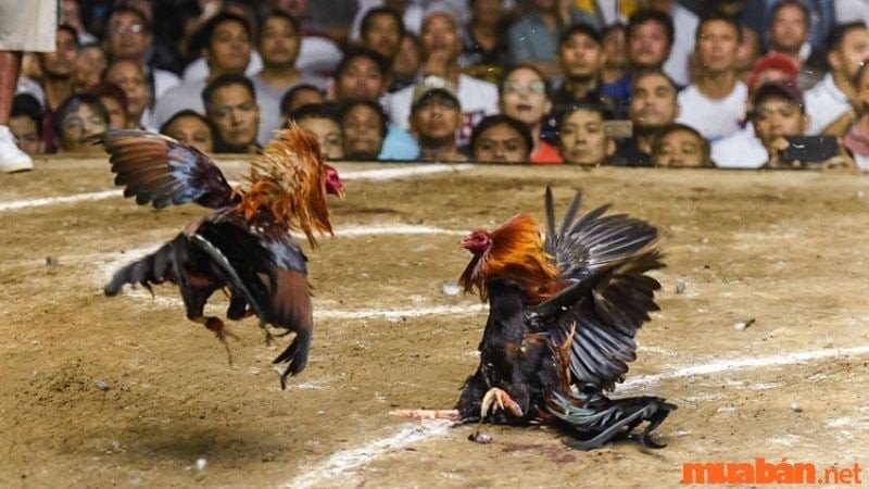 Giải mã giấc mơ thấy đá gà